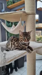 Photo №2 to announcement № 125253 for the sale of bengal cat - buy in United Kingdom breeder