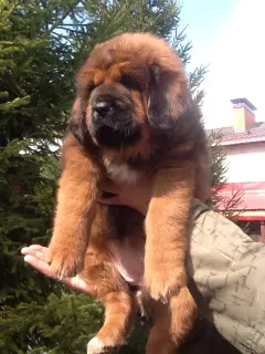 Photo №1. tibetan mastiff - for sale in the city of Samara | negotiated | Announcement № 6933