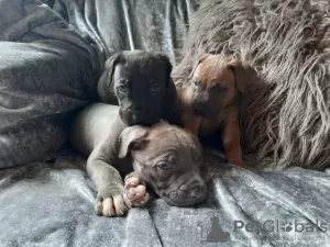 Photo №1. cane corso - for sale in the city of Kansas City | 550$ | Announcement № 37541