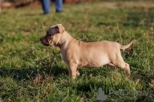 Photo №3. American bully. Serbia