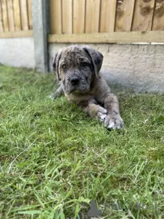 Photo №3. English Mastiff WhatsApp @ 33 6 04 06 75 04. Sweden