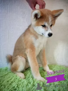 Additional photos: Akita Inu