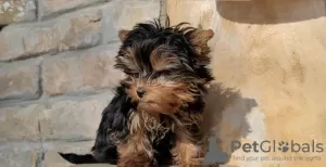 Photo №3. Yorkshire terriers puppies. Germany