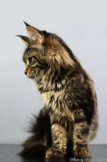 Additional photos: Maine Coon