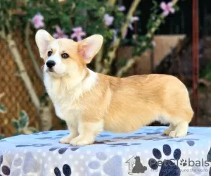 Photo №3. Welsh Corgi Pembroke puppies for sale. Serbia