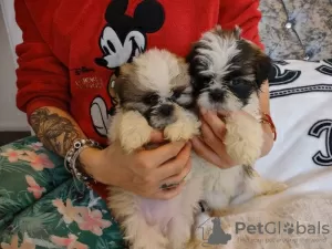 Photo №1. shih tzu - for sale in the city of Ar-Rayyan | negotiated | Announcement № 52233