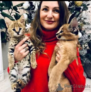 Additional photos: serval , savannah and caracal kittens available for loving homes