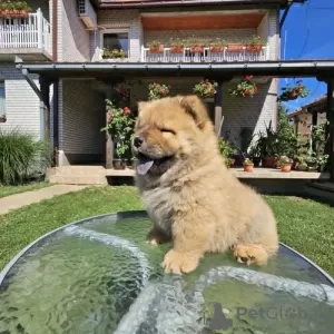 Photo №3. Male chow chow. Serbia