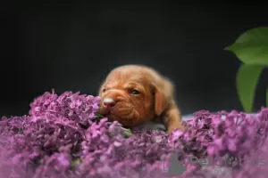 Photo №4. I will sell vizsla in the city of Gryfów Śląski. breeder - price - 1585$