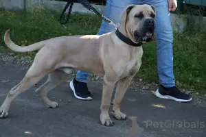 Photo №2 to announcement № 13662 for the sale of cane corso - buy in Poland breeder