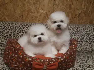 Additional photos: Bichon Frize Puppies