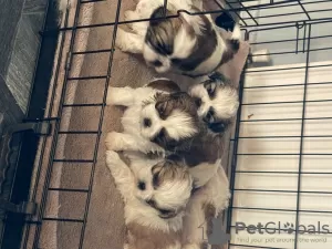 Additional photos: Stunning Litter Of Shih Tzu Puppies