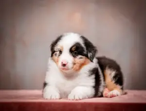 Photo №1. australian shepherd - for sale in the city of Yaroslavl | Negotiated | Announcement № 4195