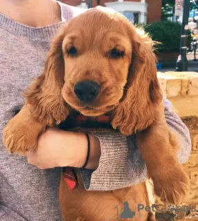 Photo №1. english cocker spaniel - for sale in the city of Tallinn | 486$ | Announcement № 88805