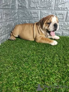 Photo №4. I will sell english bulldog in the city of Sremska Mitrovica. breeder - price - negotiated