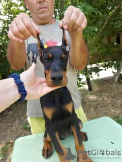 Photo №2 to announcement № 109198 for the sale of dobermann - buy in Serbia 