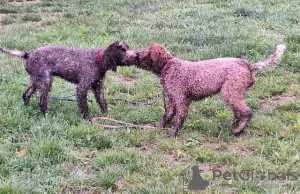 Additional photos: Lagotto Romagnolo puppies