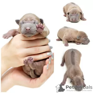 Additional photos: Thai ridgeback puppies