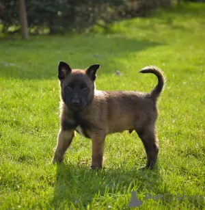 Photo №2 to announcement № 43854 for the sale of belgian shepherd - buy in Poland private announcement