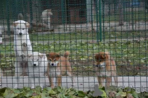 Additional photos: Shiba Inu puppies