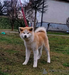 Additional photos: Japanese Akita Inu puppies