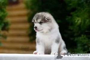 Photo №1. alaskan malamute - for sale in the city of Москва | 500$ | Announcement № 7534