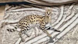 Additional photos: Serval kittens