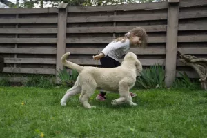 Additional photos: Spanish mastiff puppies