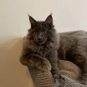 Photo №3. Maine coon boy. Ukraine