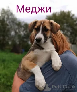 Photo №1. non-pedigree dogs - for sale in the city of Москва | Is free | Announcement № 7886