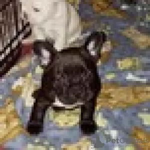 Photo №1. french bulldog - for sale in the city of Berlin | 270$ | Announcement № 128023