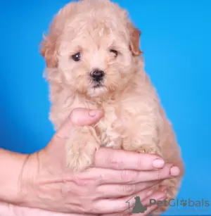 Additional photos: Maltipoo F1 puppies