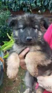 Photo №1. german shepherd - for sale in the city of Fagerudd | Is free | Announcement № 128416