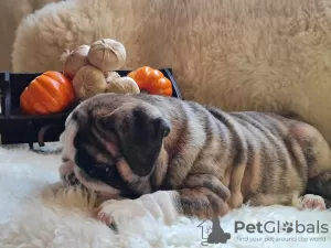 Additional photos: English bulldog babies