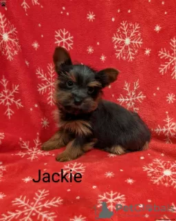 Photo №3. Adorable Yorkiepoo puppies. Germany