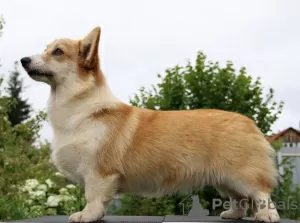 Photo №3. welsh corgi pembroke puppies girls from Interchampion. Russian Federation