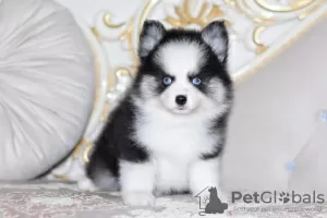 Photo №1. pomeranian - for sale in the city of Stockholm | 423$ | Announcement № 126590