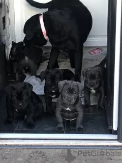 Photo №2 to announcement № 103373 for the sale of cane corso - buy in United States 