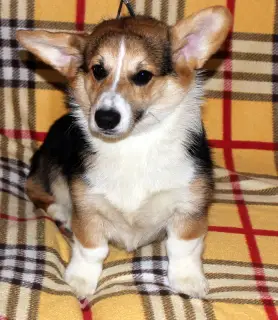 Additional photos: Welsh Corgi Pembroke