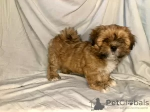 Photo №4. I will sell lhasa apso in the city of St. Petersburg. from nursery, breeder - price - 507$