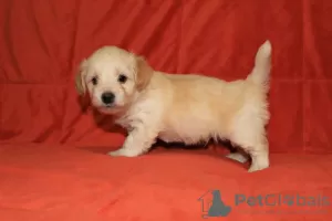 Photo №1. havanese dog - for sale in the city of Москва | negotiated | Announcement № 18482