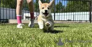 Additional photos: Pembroke Welsh Corgi puppies