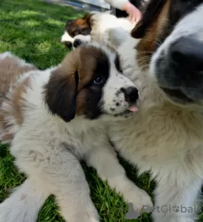 Photo №3. Moscow Guard Dog with Pedigree - puppies. Poland