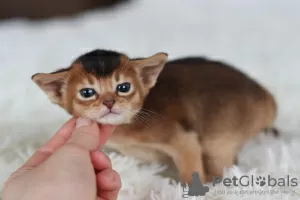 Photo №3. Abyssinian kittens of wild and sorrel color. Belarus