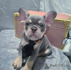 Photo №1. french bulldog - for sale in the city of Narva | negotiated | Announcement № 127409