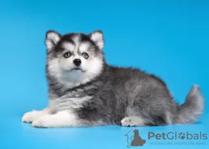 Photo №4. I will sell siberian husky in the city of Nizhny Novgorod. breeder - price - negotiated