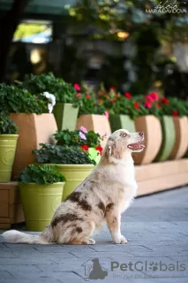 Additional photos: Miniature American Shepherd