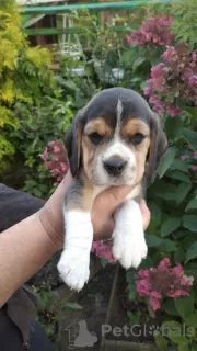 Photo №2 to announcement № 13044 for the sale of beagle - buy in Belarus private announcement, breeder