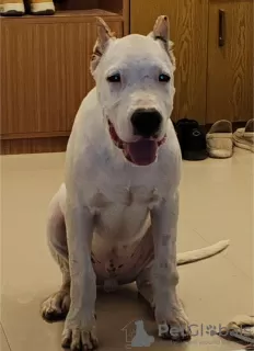 Additional photos: Dogo Argentino puppies