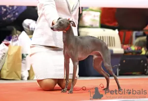 Additional photos: Italian greyhound puppies